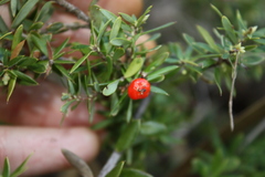 Acrotriche aggregata, photograph (c) O.Neate, some rights reserved (CC BY-SA)