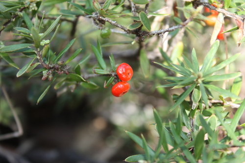 Acrotriche aggregata, photograph 3