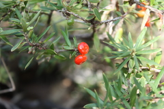 Acrotriche aggregata, photograph (c) O.Neate, some rights reserved (CC BY-SA)