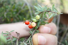 Acrotriche aggregata, photograph (c) O.Neate, some rights reserved (CC BY-SA)