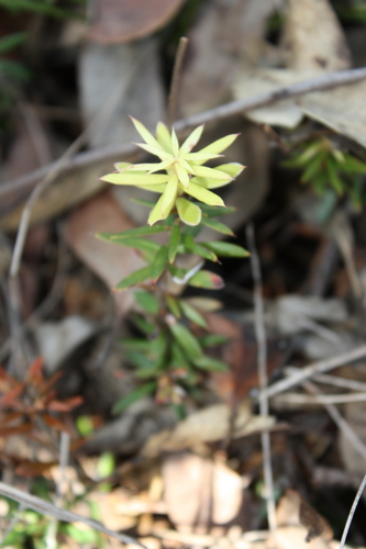 Acrotriche aggregata, photograph 5
