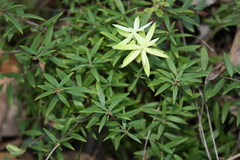 Acrotriche aggregata, photograph (c) O.Neate, some rights reserved (CC BY-SA)