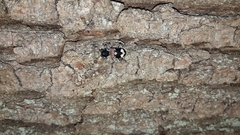 Clerus mutillarius