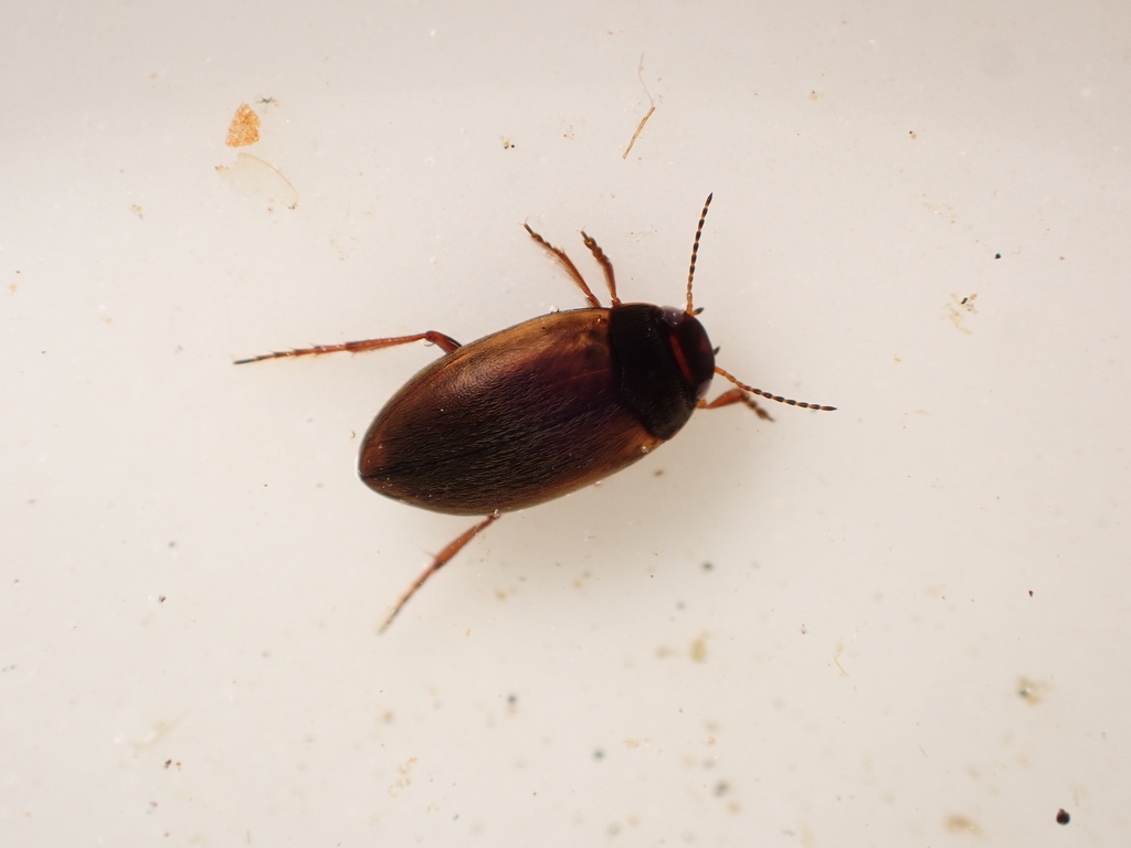 Hydroporus transpunctatus