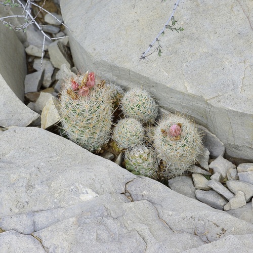 Whitecolumn Foxtail Cactus
