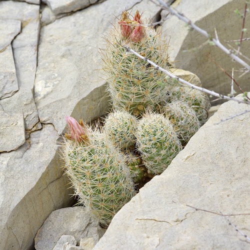 Whitecolumn Foxtail Cactus