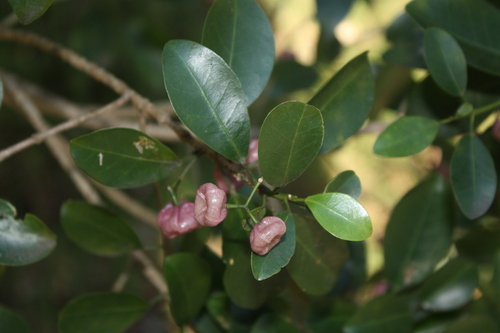 Acronychia laevis, photograph 1