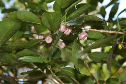 Acronychia laevis, photograph 3