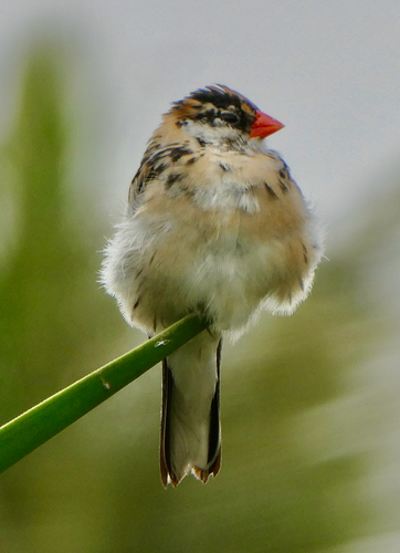 Pin-tailed Whydah