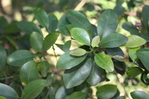 Acronychia laevis, photograph 4