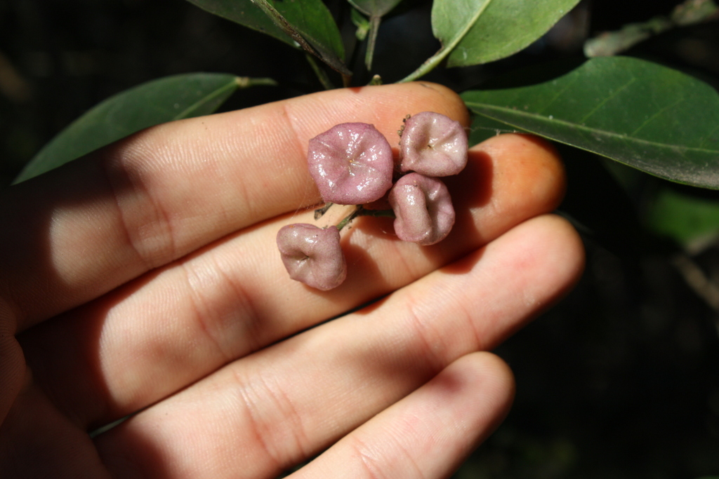 Acronychia laevis; photograph (c) O.Neate, some rights reserved (CC BY-SA)