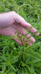 Echinacea atrorubens