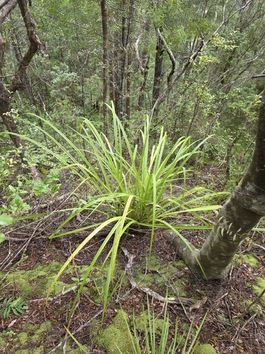 Astelia trinervia, photograph 5