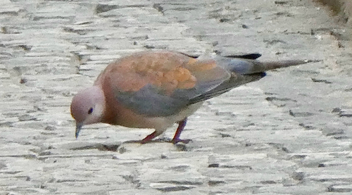Laughing Dove