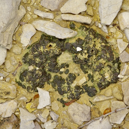 Earthscale Lichens