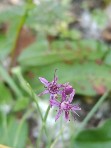Ladakh Onion