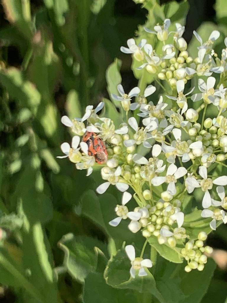 red cabbage bug from Ankara, Türkiye on April 27, 2020 at 08:52 AM by ...