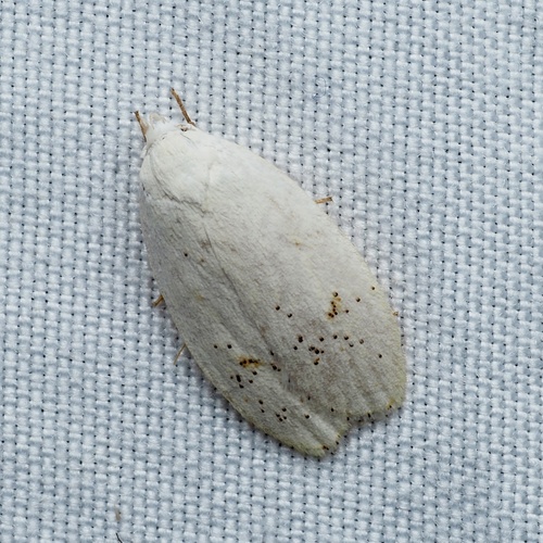 Durrantia piperatella photo 2