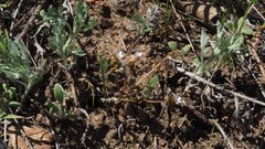 Claytonia rubra rubra
