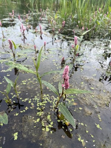 water smartweed