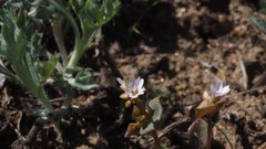 Claytonia rubra rubra