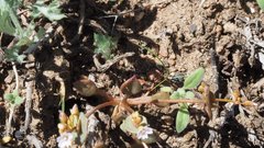 Claytonia rubra rubra