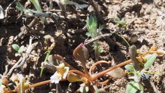 Claytonia rubra rubra