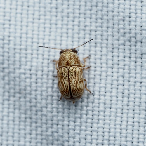 Pachybrachis varians