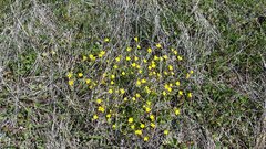 Ranunculus occidentalis occidentalis