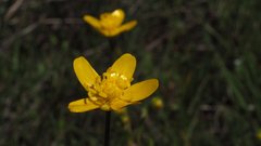 Ranunculus occidentalis occidentalis
