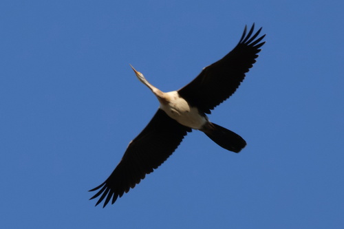 iNaturalist image