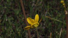 Ranunculus occidentalis occidentalis
