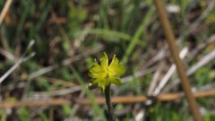 Ranunculus occidentalis occidentalis