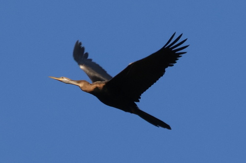 iNaturalist image