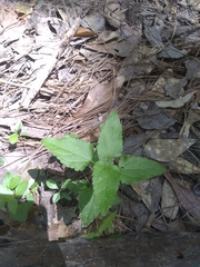 Conoclinium coelestinum