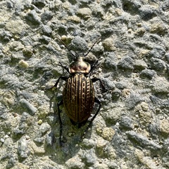 Carabus ulrichii