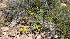 Lomatium dasycarpum dasycarpum