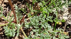 Lomatium dasycarpum dasycarpum