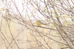 Motacilla citreola