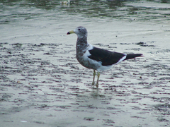 Larus atlanticus