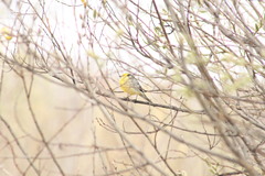 Motacilla citreola