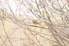Motacilla citreola