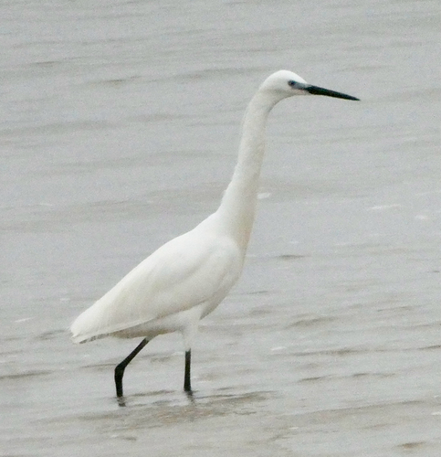 Little Egret
