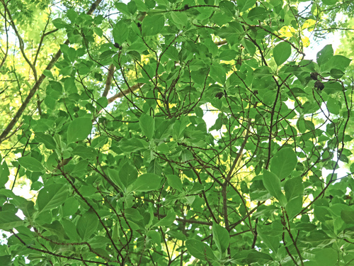 Hintonia latiflora, 2026-07-22