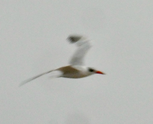 Caspian Tern