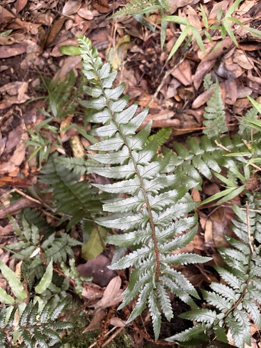 Polystichum prionolepis observed 2026-07-24