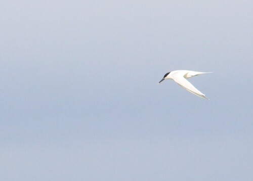 iNaturalist image