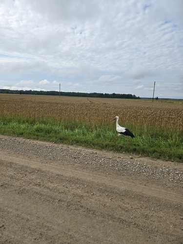 European White Stork