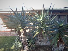 Aloe arborescens × ferox
