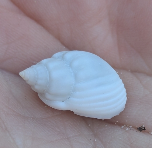 Nassarius coronatus observed 2026-07-24